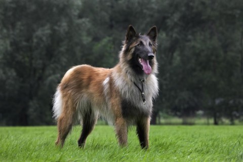 Belgian Shepherd Tervuren