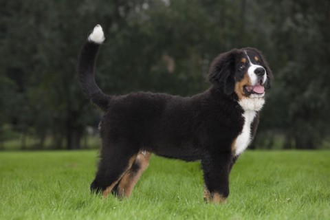 Bernese Mountain Dog