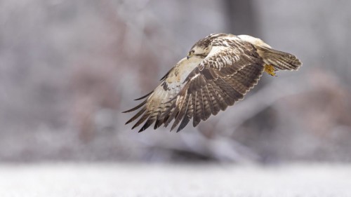 Common steppe buzzard