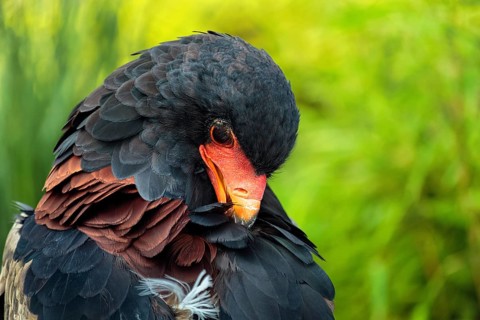 Bateleur