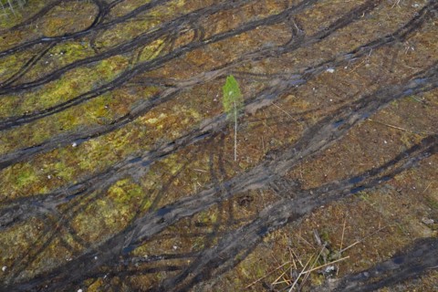 Solitary tree in clearcut showing caterpillar tracks