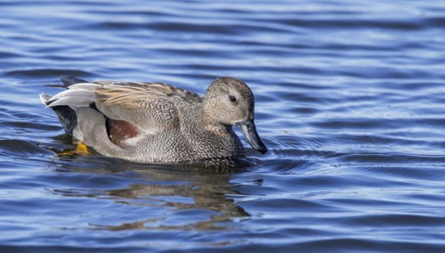 Gadwall