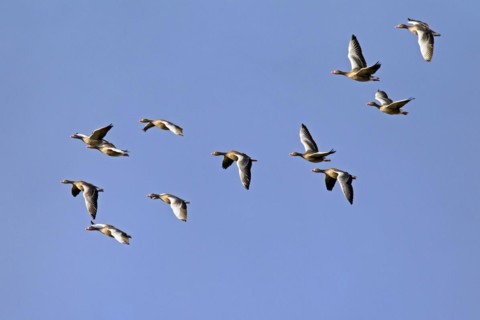 Greylag Geese