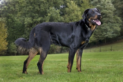 Beauceron dog