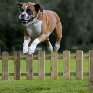 Boxer dog