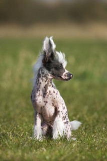 Chinese crested dog