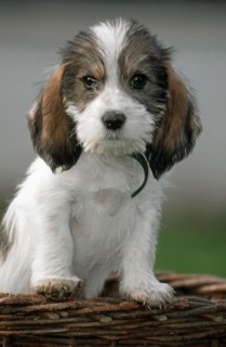 Cute Grand Basset Griffon Vendeen pup