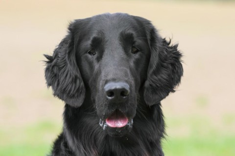 Black flat-coated retriever in field