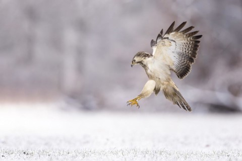 Common steppe buzzard