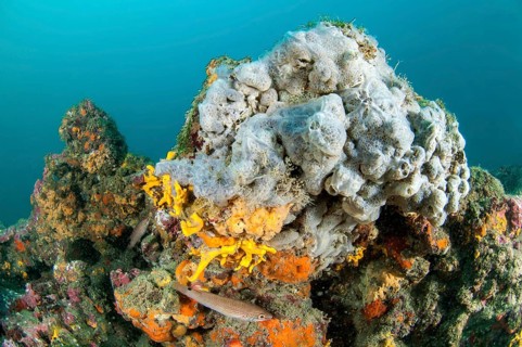 Blue marine sponge Phorbas tenacior