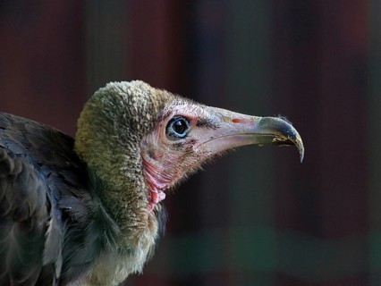 Hooded vulture