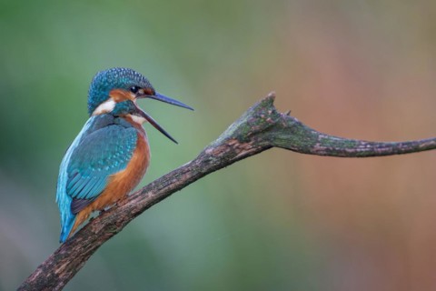 Common kingfisher