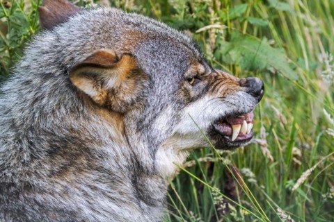 Angry