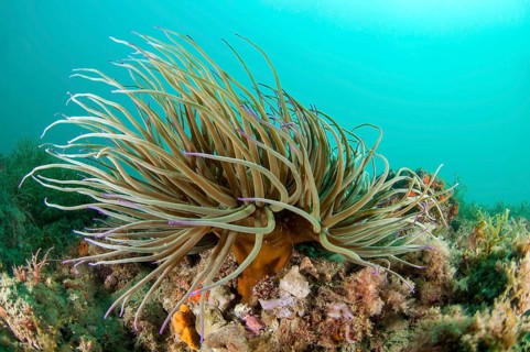 Snakelocks anemone