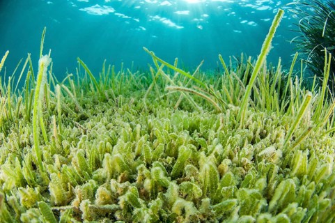Lessepsian seagrass species Halophila stipulacea