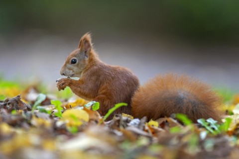 Eurasian red squirrels
