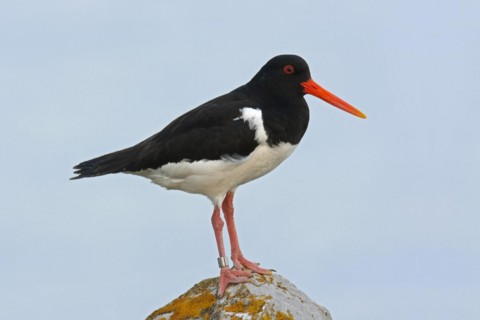 Common Pied Oystercatcher