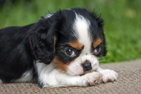 Cavalier King Charles Spaniel pup lying in garden