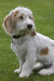 Basset griffon vendeen