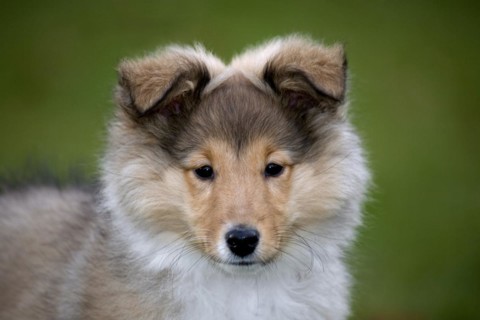 Shetland Sheepdog