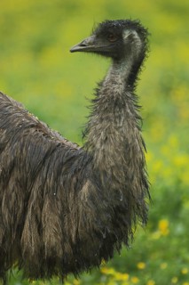 Emu