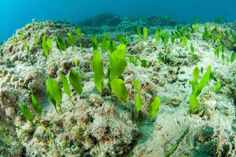 Green alga Caulerpa prolifera