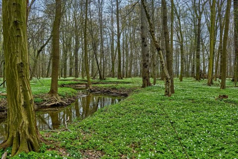The Lasker Auenwald nature reserve in the Sorbian settlement area in spring