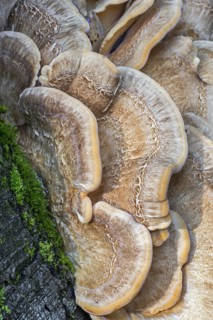 Giant polypore