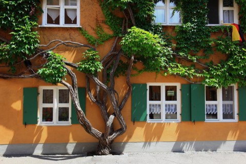 House facade with tree in front