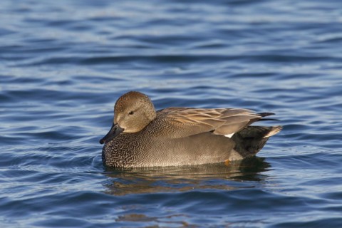 Gadwall