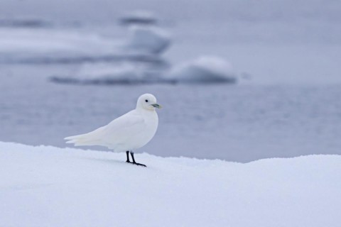 Ivory gull