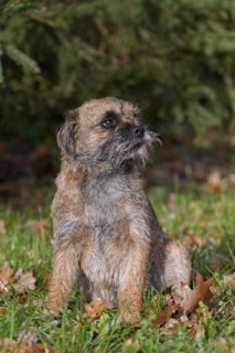 Grizzled border terrier sitting in garden. British dog breed of small