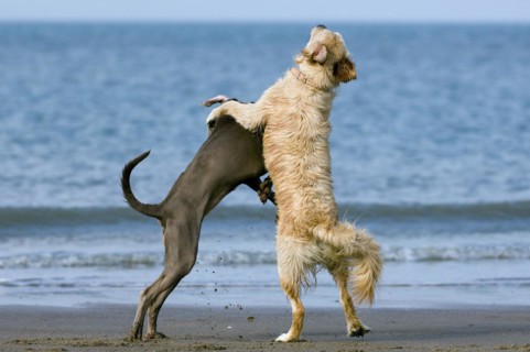 Golden retriever