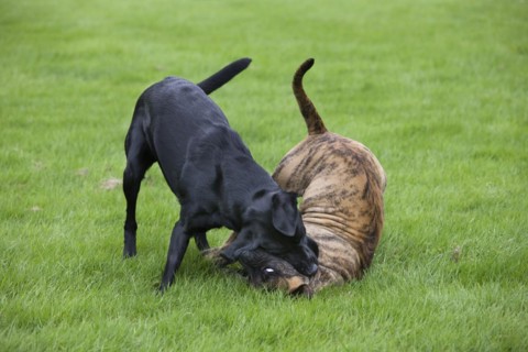 Labrador playing with Boerboel
