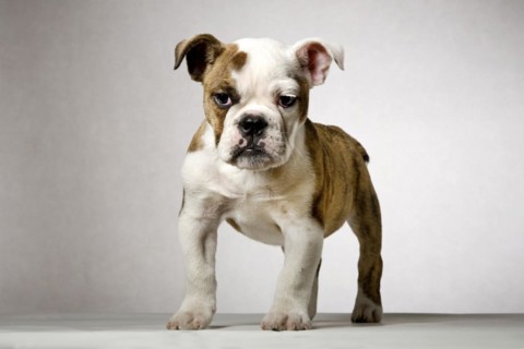 English bulldog