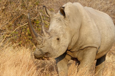 White rhinoceros