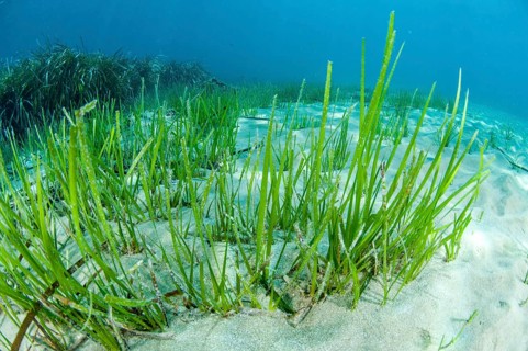 Cymodocea nodosa seagrass