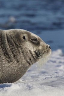 Bearded seal