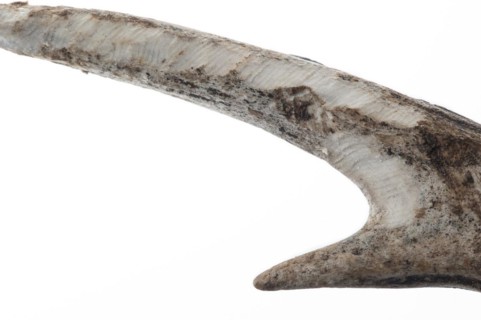 Shed antler of European roe deer