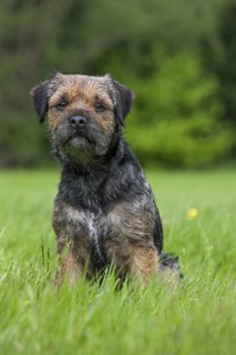 Border Terrier