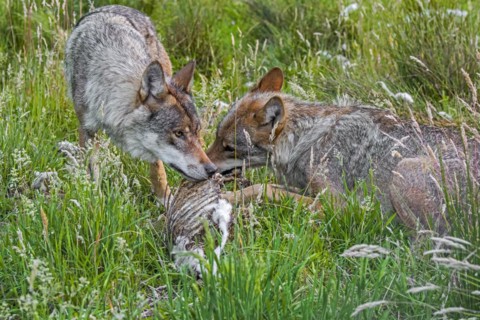 Two grey wolves
