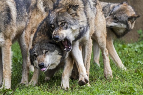 Two aggressive gray wolves