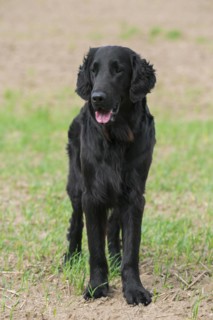 Black flat-coated retriever in field