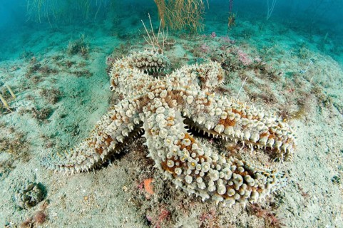 Spiny starfish