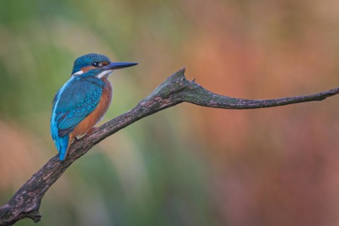 Common kingfisher