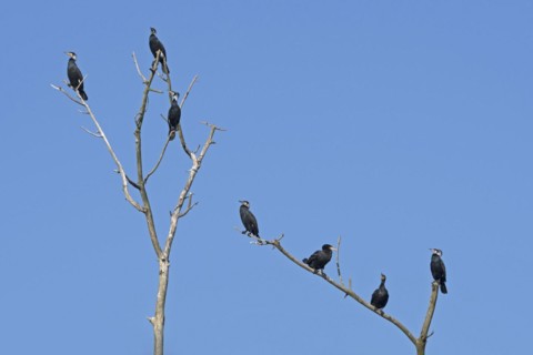Colony of great cormorants