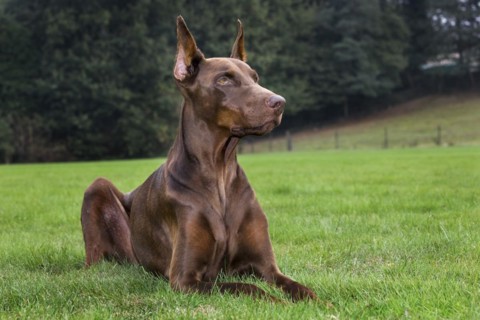 Doberman Pinscher