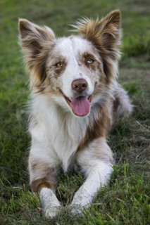Red merle Border Collie