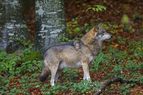 Well-fed European grey wolf