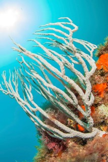 White gorgonian